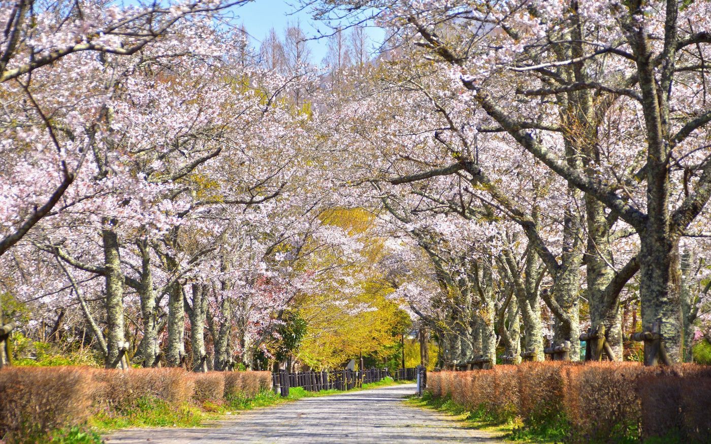 の画像