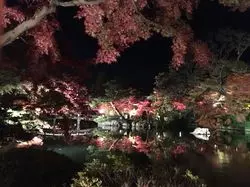 【京都】永観堂 禅林寺☆夜の紅葉の世界へご招待♪