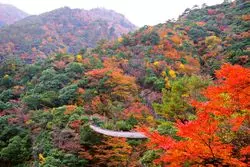 【九州の秘境！】熊本のオススメ紅葉スポットは五家荘！