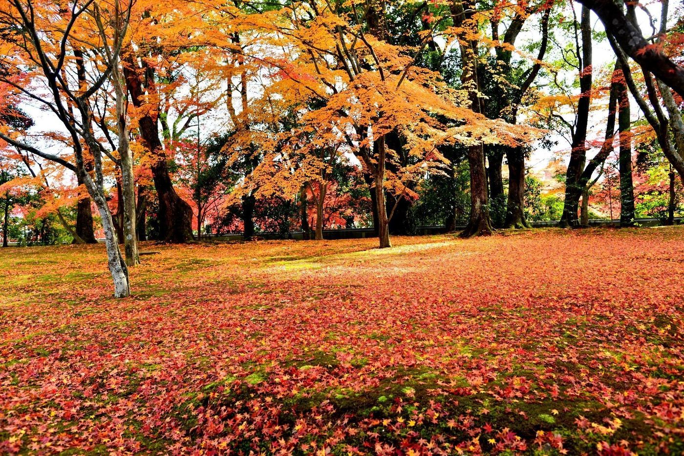 の画像
