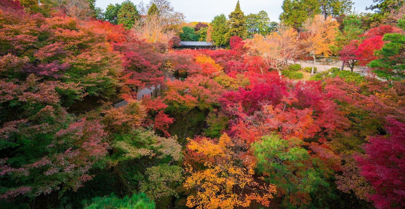 の画像