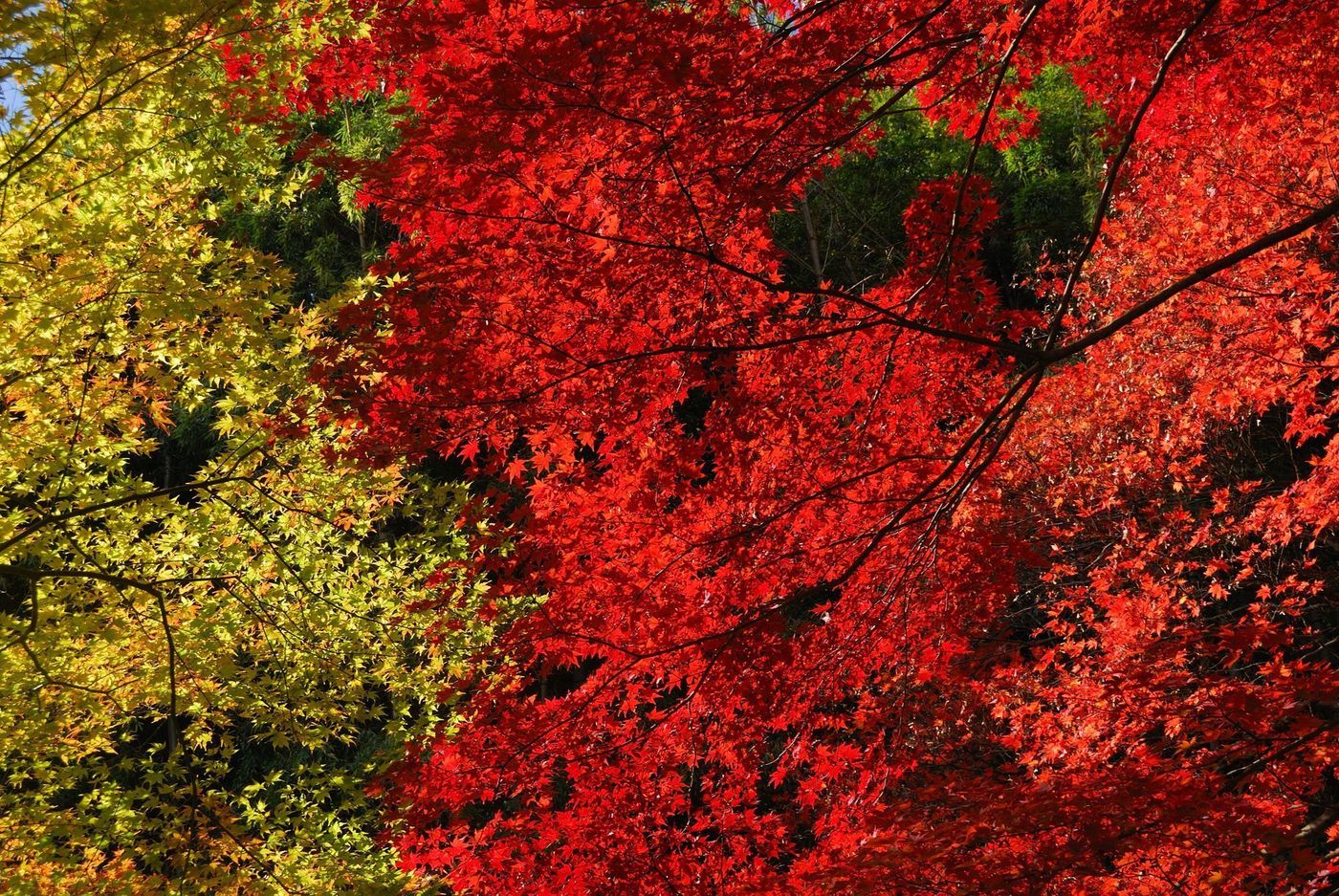 の画像