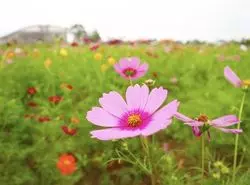 【鹿児島】お花畑にBBQ！「都市農業センター」へ行こう♪