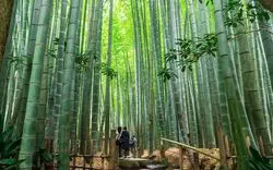 デートで行きたい！「カップルで楽しむ」鎌倉観光のススメ♪
