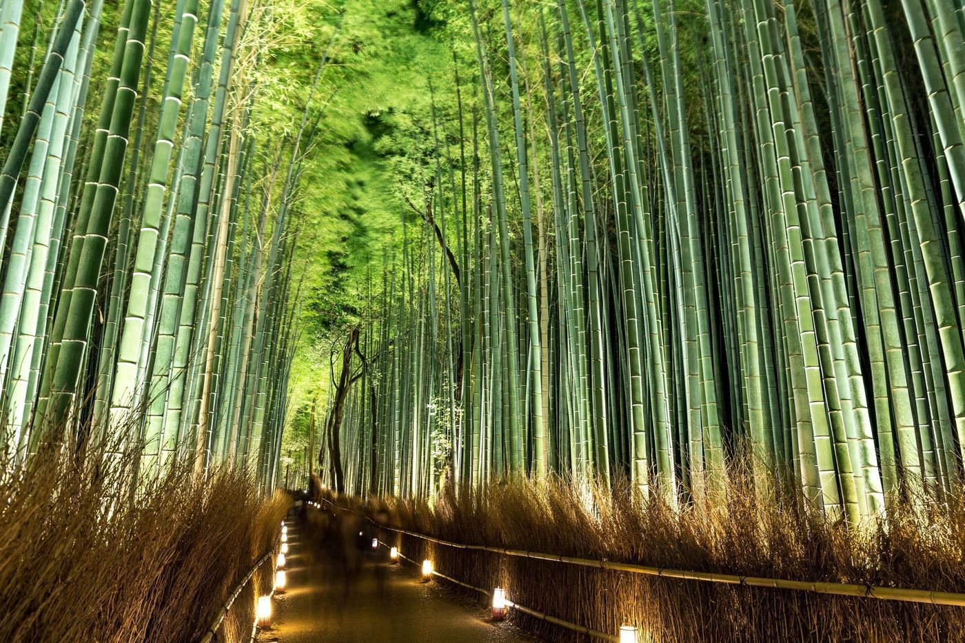 の画像