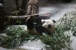 【中国】成都で訪れたいオススメの場所をご紹介♪