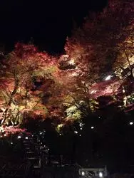 【京都】秋を夜からサクッと♡紅葉ライトアップを楽しもう