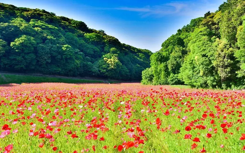 関東のおすすめ公園3. お花畑を見に行こう「くりはま花の国」 2枚目