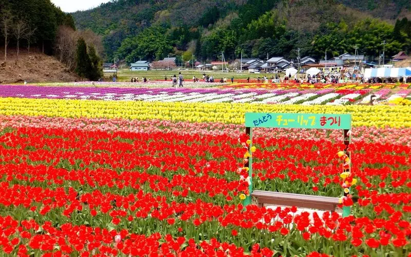 関西のオススメ公園10. ひまわり・チューリップの時期は「たんとう花公園」 1枚目