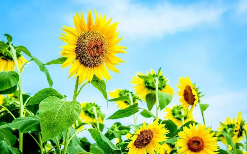 関西圏にお住まいの方！今週末は公園散策で決まり♪ 1枚目