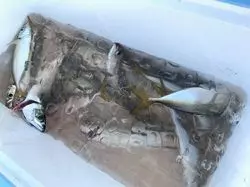 釣った魚と「ドリンク1杯」を交換！金沢八景の地魚ダイニング