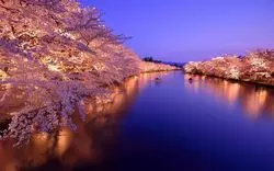 【2026】青森県で絶景の桜9選！花見の名所や時期を紹介