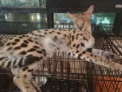 動物好きにおすすめ！バンコクのアニマルカフェで動物と触れ合おう！