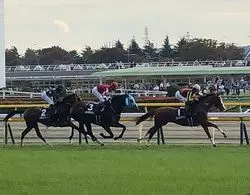 【東京】初心者にも！女子にも！楽しい秋競馬のおすすめ