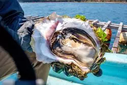 小さな島からの素敵な贈り物。「古谷水産」の絶品岩牡蠣"姫宮"を通販で。