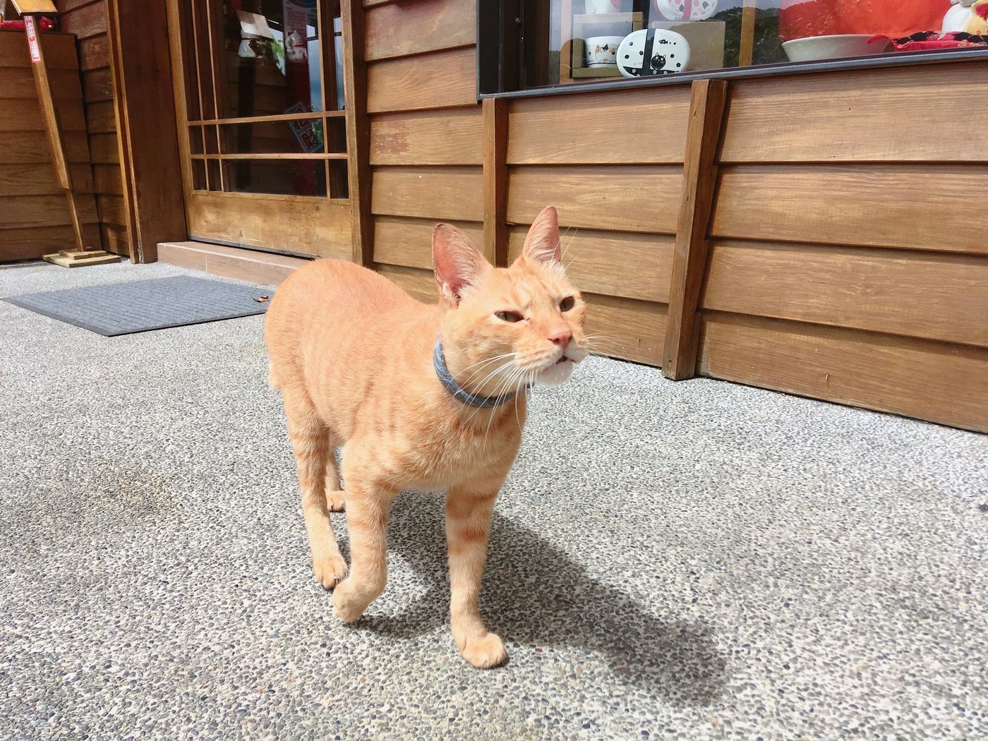 の画像