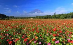 【子どもも喜ぶ】山梨県のおすすめ観光スポット５選！