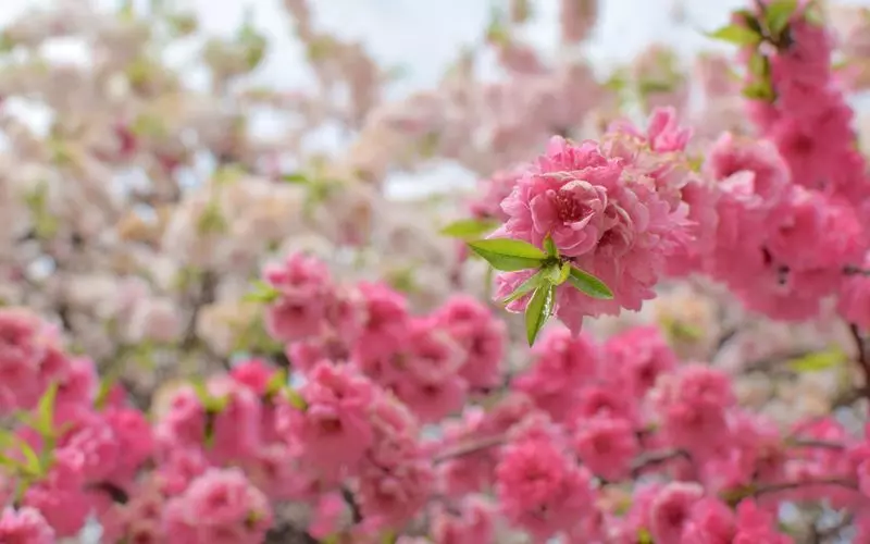 12. 広島の穴場観光スポット！美しい自然に癒される「縮景園」 2枚目