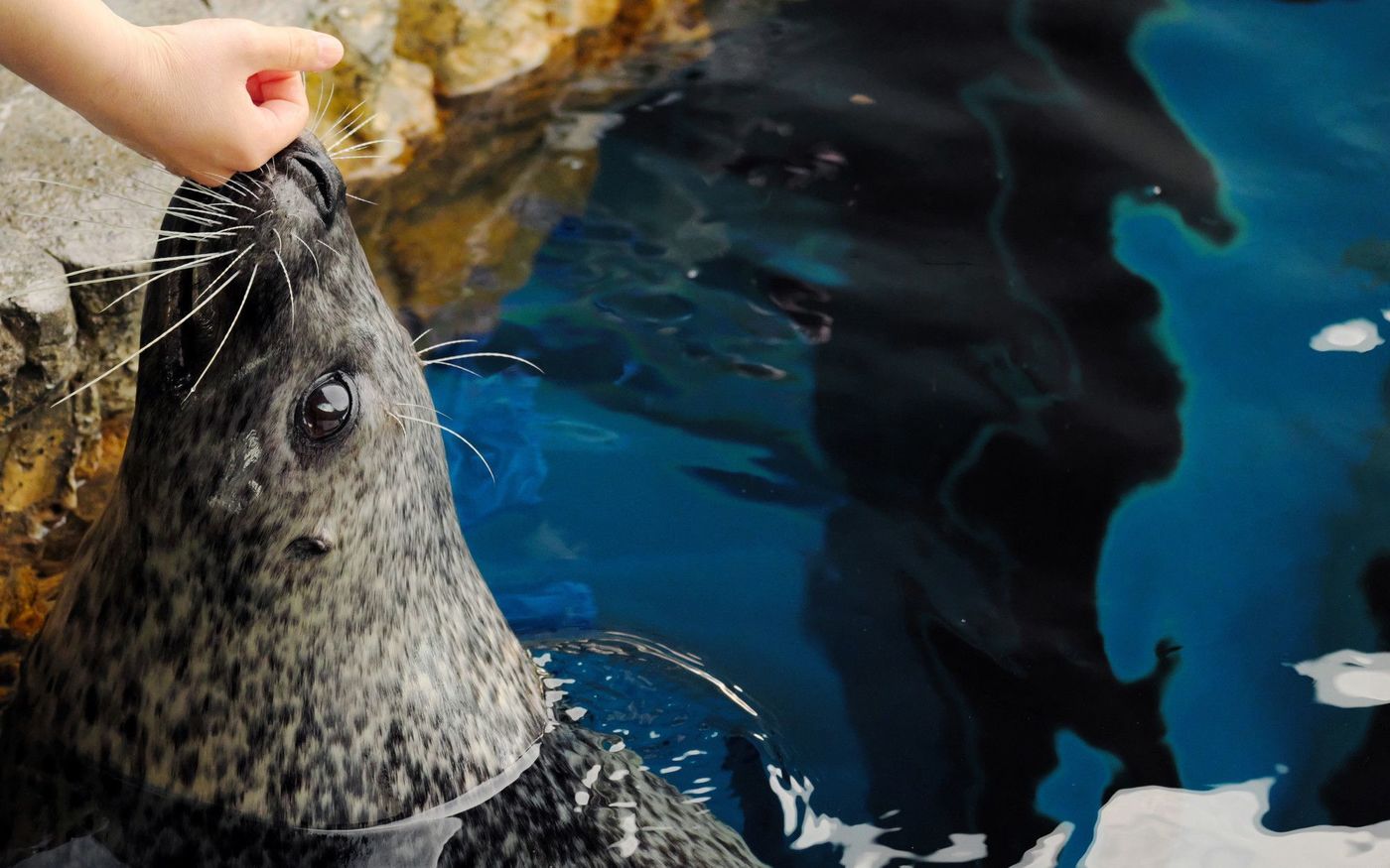 品川にある「マクセル アクアパーク品川」と「しながわ水族館」を徹底比較！の画像