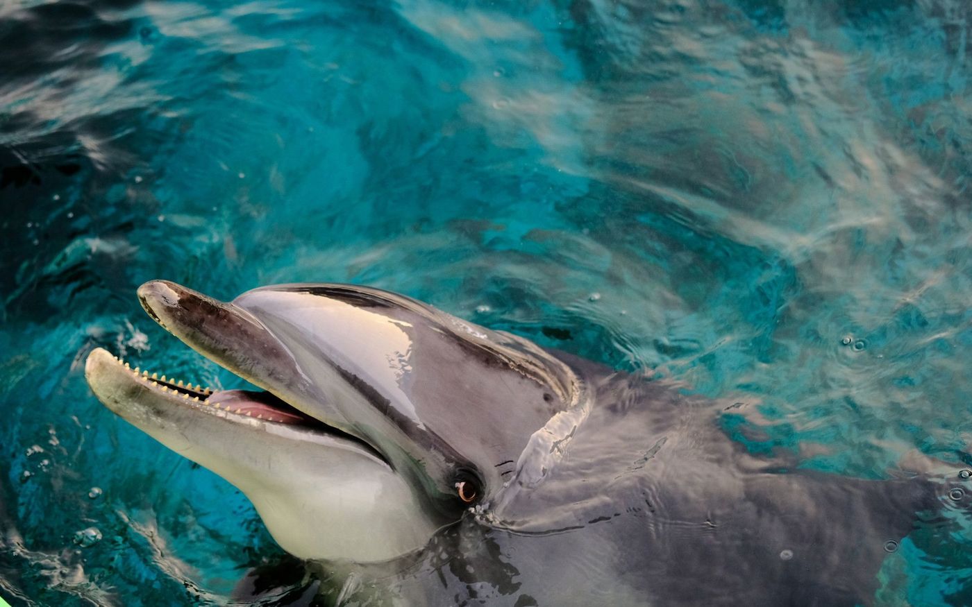 品川にある「マクセル アクアパーク品川」と「しながわ水族館」を徹底比較！の画像