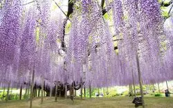 【観光名所】栃木の絶景、フォトジェニック必至な観光スポット5選！