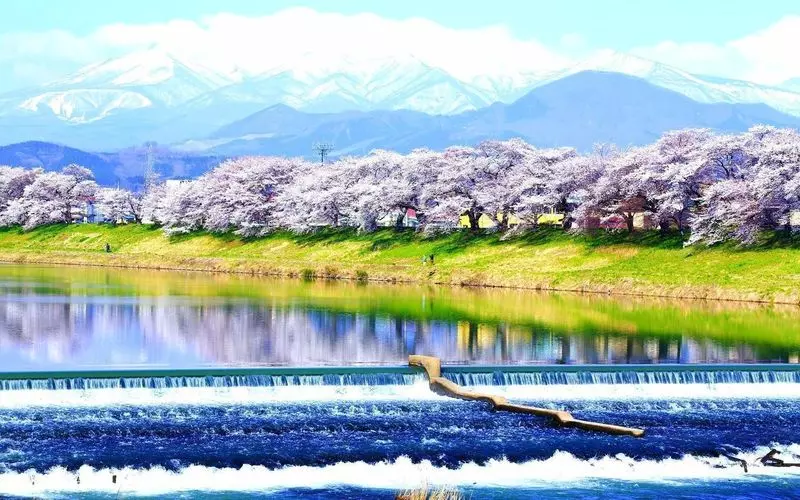 19. 宮城を代表する桜の名所を観光「白石川堤 一目千本桜」 1枚目