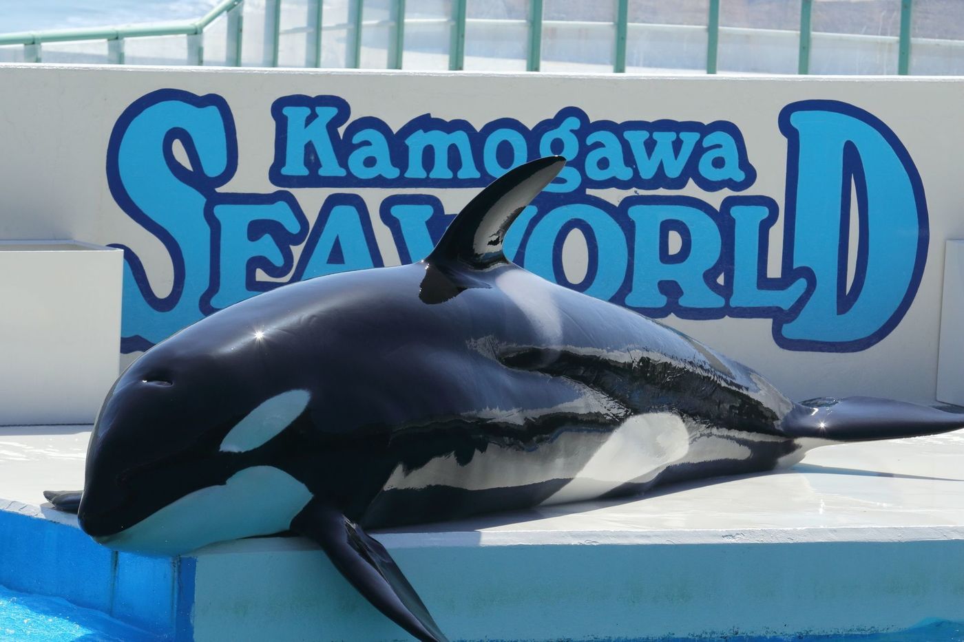の画像