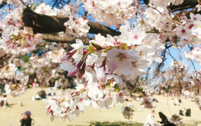 春は桜が咲き誇ります！お花見デートにぴったり 1枚目