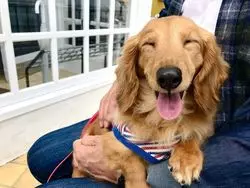 わんちゃんもにっこり♪愛犬と行ける湘南エリア満喫コース♡