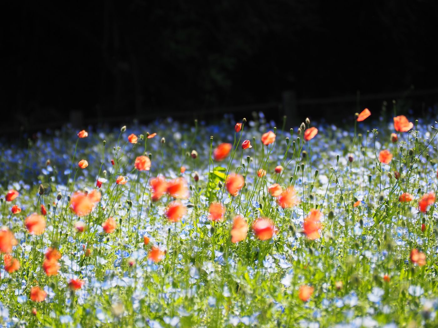 【横須賀】の観光地おすすめ10選！グルメも自然も楽しもうの画像