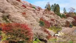桜と紅葉のコラボレーションは必見！愛知の桃源郷に出かけよう♪