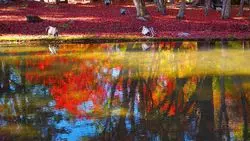 【東海】岐阜で見つけた！とびっきりの“逆さ紅葉”と激かわスイーツ♪