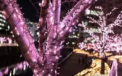 目黒川でクリスマスイルミネーションや桜を見よう！デートプラン紹介♡