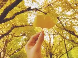 今が見頃！美味しいランチを満喫して、外苑前のイチョウ並木を見に行こう♡