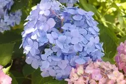 【奈良】梅雨のジメジメも忘れちゃう！この時期だけのあじさい祭り