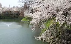 【2019】名古屋でお花見しよう！おすすめスポット7選