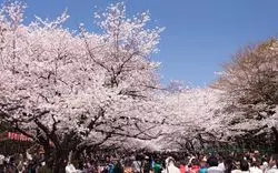 【2023】上野のおすすめ観光地16選！買い物＆グルメ情報も