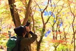 【紅葉ハンター】袋田の滝へ行くならぜひ！絶景ハイキングのすゝめ。