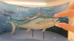 【東京×朝活】築地vs豊洲！朝に行きたい市場はどっち？！豊洲市場編