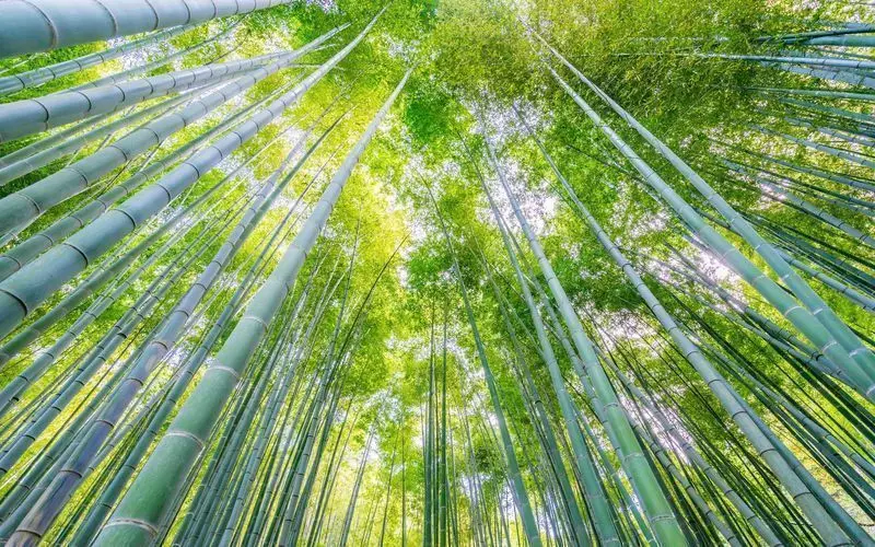10. 神奈川の竹林でリフレッシュしよう「報国寺」 1枚目