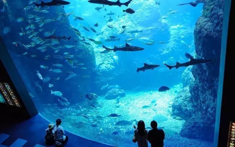 14. 江の島は神奈川デートには欠かせない！「江の島水族館」 1枚目