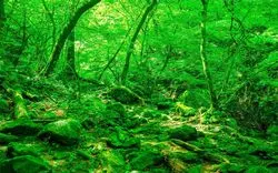 【奥多摩の絶景山登りコース9選】初心者でも日帰りで行ける場所