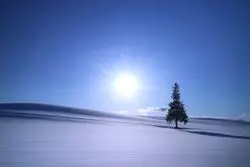 【北海道の絶景】北海道美瑛町にある「クリスマスツリーの木」をご紹介！