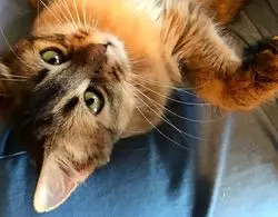 【新宿三丁目】猫カフェと幻の大人のショートケーキで満足♡