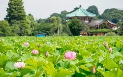 上野の不忍池で絶景鑑賞！グルメも観光も楽しめる上野の1日をご紹介