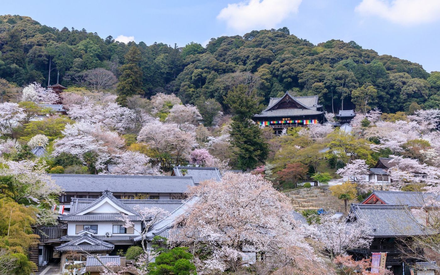 の画像