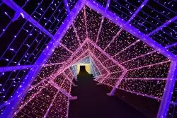 【京都】「体感型イルミネーション シナスタジアヒルズ」に行こう！