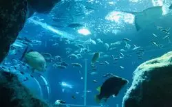 新潟の水族館がリニューアル！「マリンピア日本海」を徹底解説◎