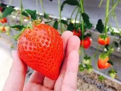 長野のいちご狩りでお腹いっぱいに！筆者おすすめの人気農園6選
