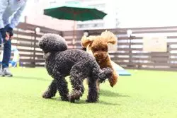 走る！食べる！買う！都会のオアシス「愛犬ヴィレッジ 東新宿店」で愛犬と遊ぼう♪